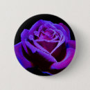 Suche nach schwarze rose buttons Blume