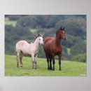 Suche nach pony kunst Foal