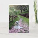 Suche nach shih tzu waren karten Shihtzus