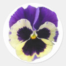 Suche nach pansy aufkleber Stiefmütterchen