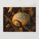 Suche nach snail postkarten Natur