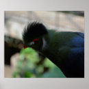 Suche nach guinea poster Vogel