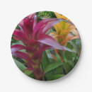 Suche nach bromeliad Grün