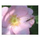 Suche nach wilde rose poster Foto