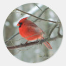 Suche nach rote kardinäle aufkleber Vogelvogel