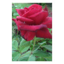 Suche nach schöne fotodruck Rose