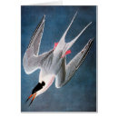 Suche nach vogelmalereien postkarten Rosenseeschwalbe