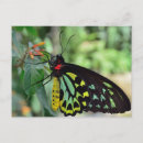 Suche nach cairns postkarten Schmetterling