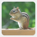 Suche nach chipmunk aufkleber Natur