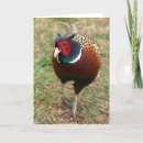 Suche nach fasan karten Vogel
