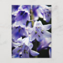 Suche nach bluebells postkarten Natur