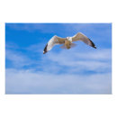 Suche nach seemöwen alle poster Vögel