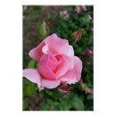 Suche nach rosenblüte poster Rosa