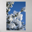 Suche nach immergrüne poster Schnee