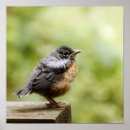 Suche nach rotkehlchen poster Vögel