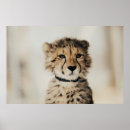 Suche nach leopard poster Safari