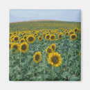 Suche nach provence magnete Feld