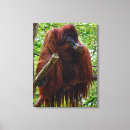 Suche nach orang utan poster Wald