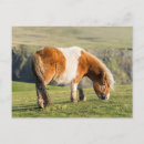Suche nach shetlandpony postkarten Klippe