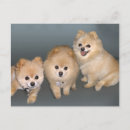 Suche nach drei hunde postkarten Tiere