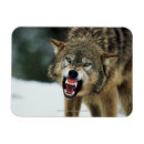 Suche nach grauer wolf magnete Horizontal