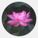 Suche nach lotos blume aufkleber Wasserlilie