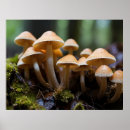 Suche nach pilz poster Natur