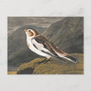 Suche nach bunter vogel poster John james audubon