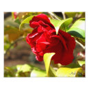 Suche nach camelia poster Blume