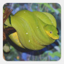 Suche nach snakes aufkleber Grün