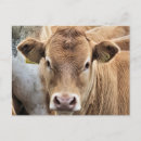 Suche nach niedliche kuh postkarten Nutztiere
