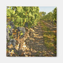 Suche nach cabernet Weinberg