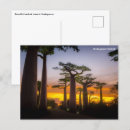 Suche nach madagaskar postkarten Baobab