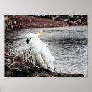 Suche nach tropische vögel poster Vogelliebhaber