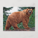 Suche nach kodiak bär poster Tier
