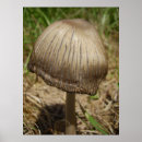 Suche nach essbar poster Toadstool