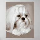 Suche nach shih tzu poster Welpen