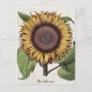 Suche nach botanische postkarten Vintage blume