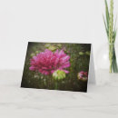 Suche nach chrysanthemen karten Fotografie