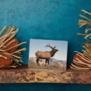 Suche nach elche fotoplatten Geweih