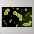 Suche nach pneumonie poster Pneumokokken