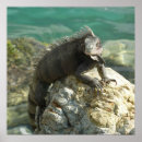 Suche nach leguane poster Tropisch