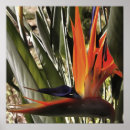 Suche nach acrylic poster Blume