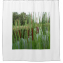Suche nach cattails Katzenschwänze