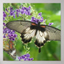 Suche nach schmetterlingsbilder poster Natur