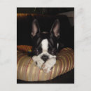 Suche nach bostoner terrier postkarten Klein