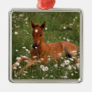 Suche nach usa ornamente Oregon