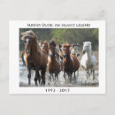 Suche nach chincoteague postkarten Assateague