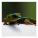Suche nach lustige eidechse poster Gecko