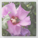 Suche nach hummeln untersetzer Blume